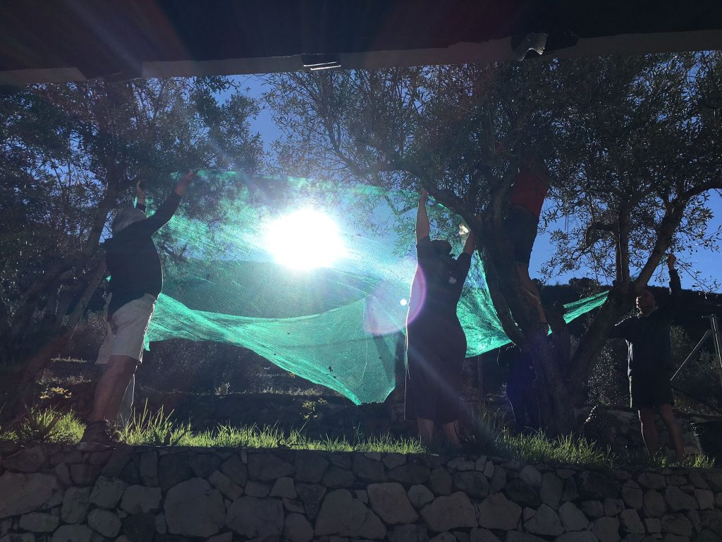 Olijvenweek_tegenlicht